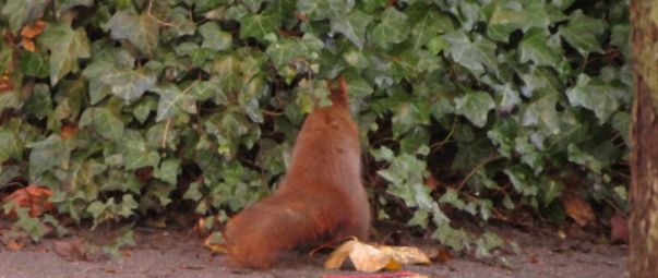 Eichhörnchen sucht Nuss