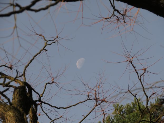 Mond am Himmel, hinter Zweigen