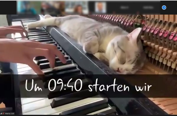 Katze im geöffneten Klavier vor einer Reihe Klavierhammer, Hände spielen Klavier und massieren die Katze