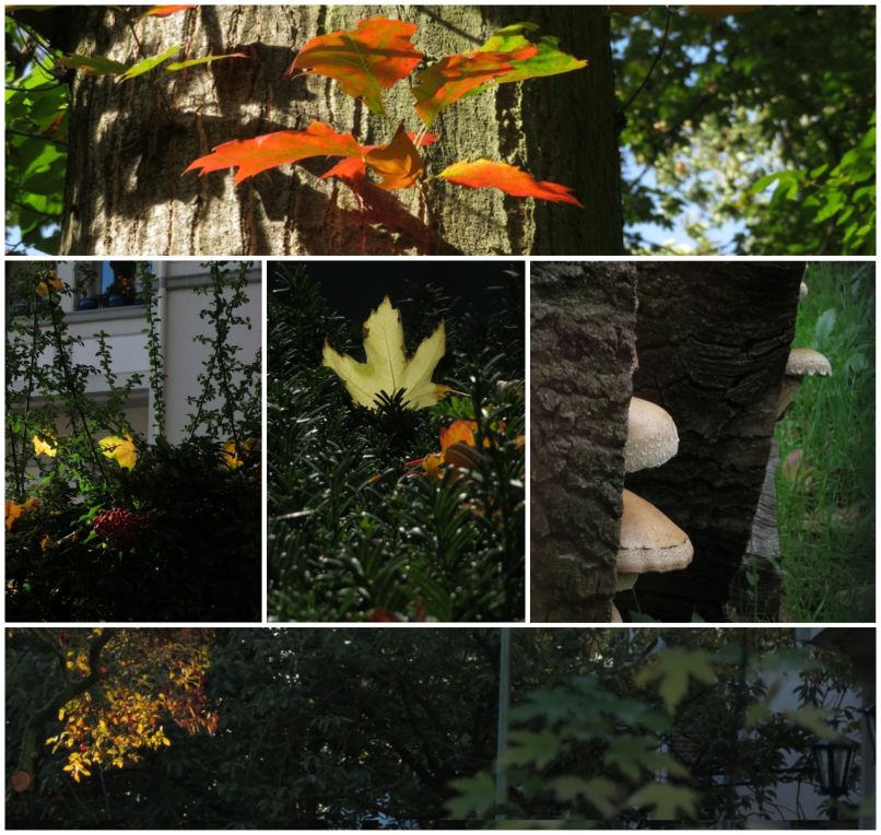 Collage aus 5 Fotos von Herbstlaub und Bäumen