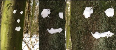 Drei Baumgesichter: Schnee an Rinde